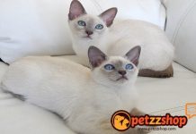 Image with missing alt attribute found on blog.petzzshop.com