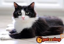 Image with missing alt attribute found on blog.petzzshop.com