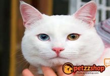 Image with missing alt attribute found on blog.petzzshop.com