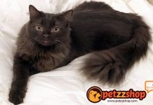 Image with missing alt attribute found on blog.petzzshop.com