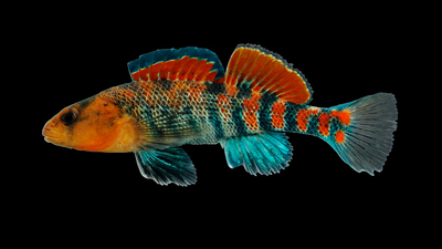 Image with missing alt attribute found on illinois.edu