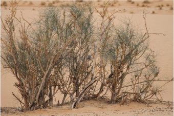 Image with missing alt attribute found on nabu.de