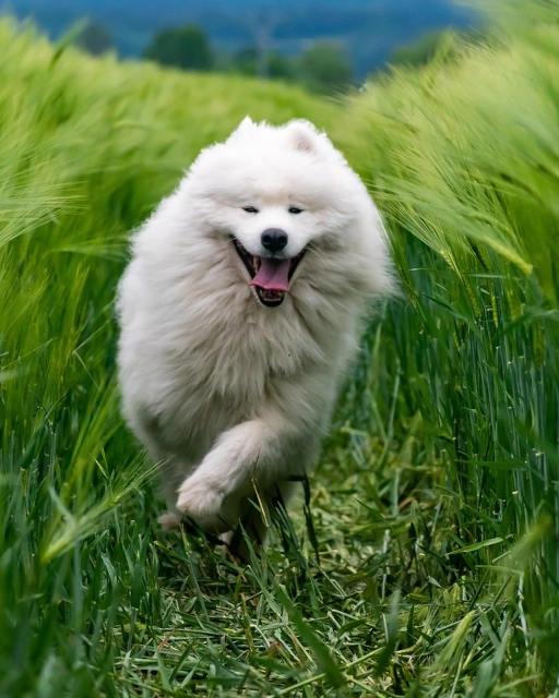 Fotografos para mascotas