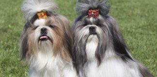 Image with missing alt attribute found on buzzsharer.com