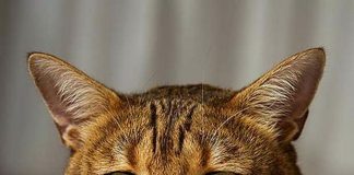 Image with missing alt attribute found on buzzsharer.com