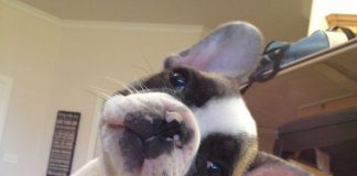 Image with missing alt attribute found on buzzsharer.com