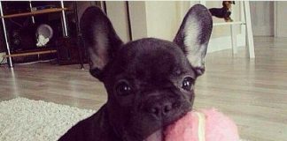 Image with missing alt attribute found on buzzsharer.com