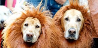 Image with missing alt attribute found on buzzsharer.com