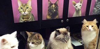 Image with missing alt attribute found on buzzsharer.com