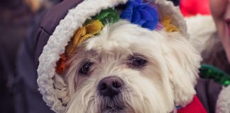 Image with missing alt attribute found on buzzsharer.com