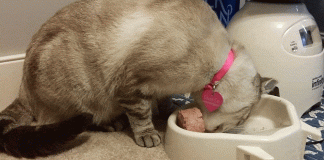 Image with missing alt attribute found on buzzsharer.com