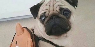 Image with missing alt attribute found on buzzsharer.com