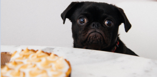 Image with missing alt attribute found on buzzsharer.com