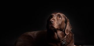 Image with missing alt attribute found on buzzsharer.com