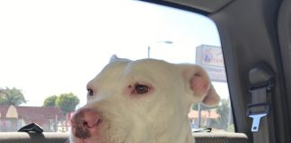 Image with missing alt attribute found on buzzsharer.com