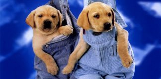 Image with missing alt attribute found on buzzsharer.com