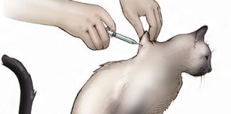 Image with missing alt attribute found on buzzsharer.com