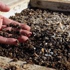 Ако пчелите изчезнат, много живи същества също ще изчезнат. И ако искаме да живеем, ако искаме да живеят нашите деца и внуци, трябва да положим най-големи усилия, за да поддържаме пчелите живи, заяви Селчук Солмаз, ръководител на Асоциацията на пчеларите в Анкара