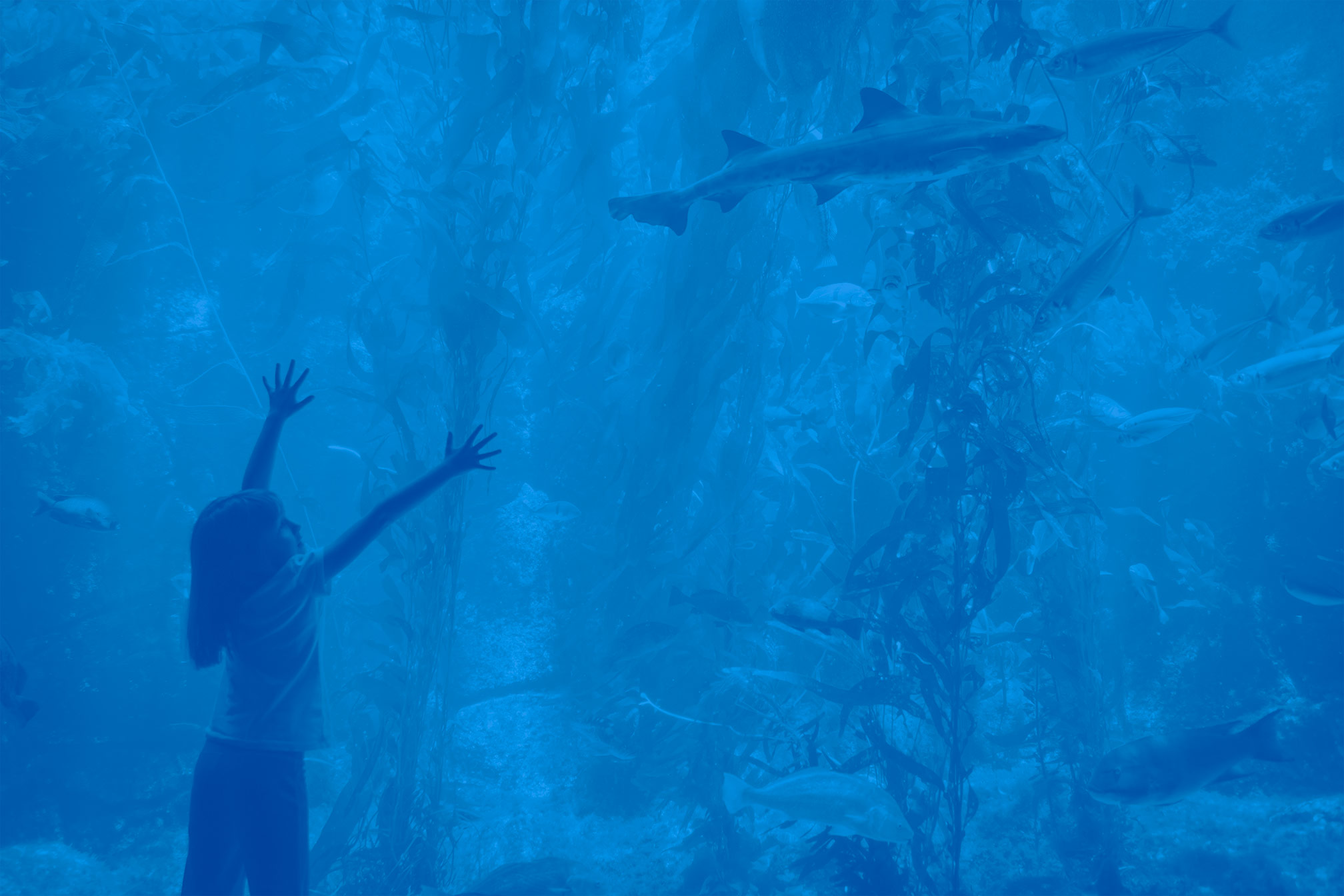 Image with missing alt attribute found on callyo.com