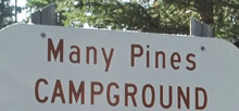 Many Pines