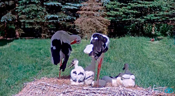 Image with missing alt attribute found on camstreamer.com