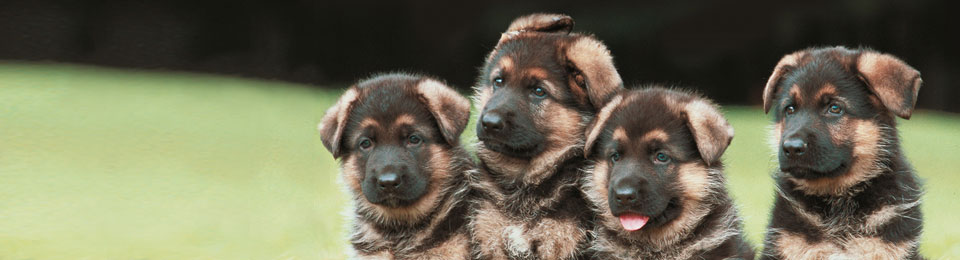 Image with missing alt attribute found on canalstreetvet.com