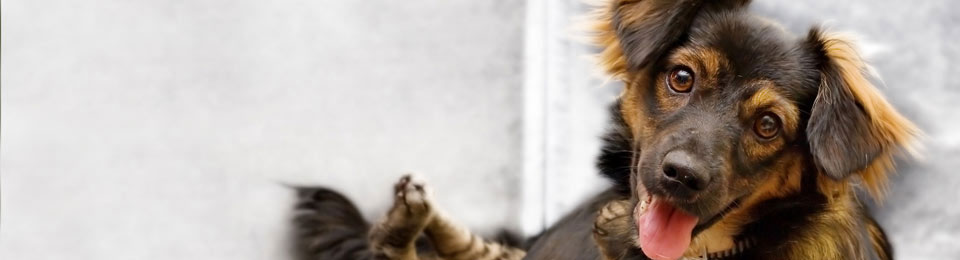 Image with missing alt attribute found on canalstreetvet.com