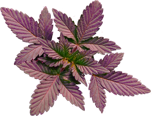 Image with missing alt attribute found on cannaflower.com