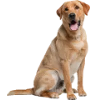 CBD &Gamma;&iota;&alpha; &tau;&alpha; &kappa;&alpha;&tau;&omicron;&iota;&kappa;ί&delta;&iota;&alpha;