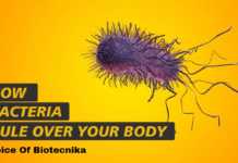 Image with missing alt attribute found on biotecnika.org