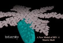 model of HIV 1 shell