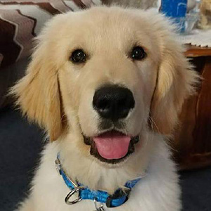 Image with missing alt attribute found on puppyspot.com