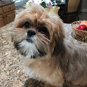 Image with missing alt attribute found on puppyspot.com