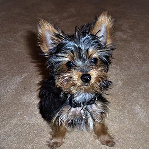 Image with missing alt attribute found on puppyspot.com