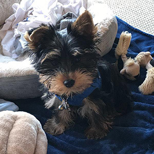 Image with missing alt attribute found on puppyspot.com