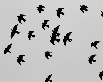 Migraci&oacute;n, emigraci&oacute;n e inmigraci&oacute;n