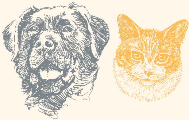 Image with missing alt attribute found on drmartypets.com