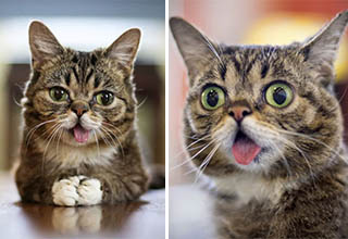 Famous Internet cat, Lil Bub, passed away December 1st 2019.