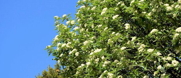 Image with missing alt attribute found on pflanzmich.de