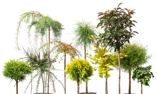 Image with missing alt attribute found on pflanzmich.de