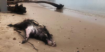 Image with missing alt attribute found on nicematin.com