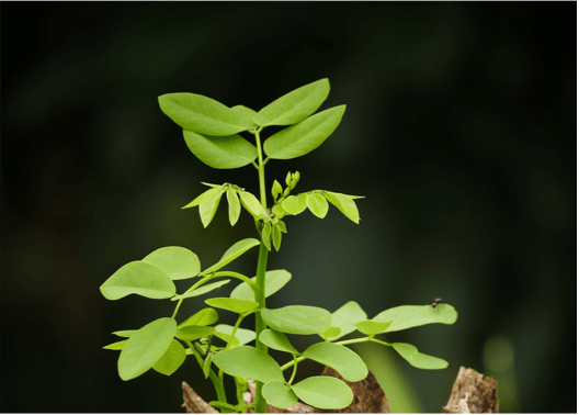 Image with missing alt attribute found on thelifeyoucansave.org