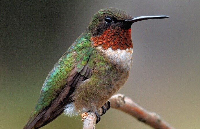 Image with missing alt attribute found on thinglink.com