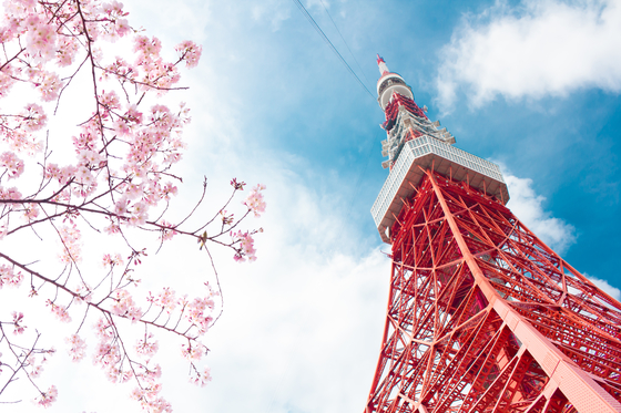 View of Tokyo tower and pink cherry blossom