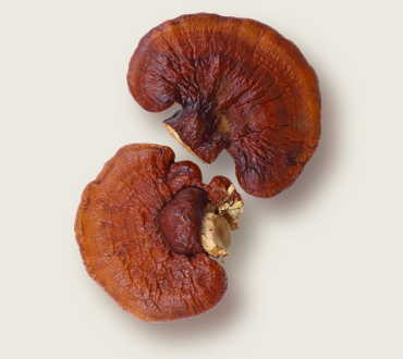 Image with missing alt attribute found on ultimatepetnutrition.com