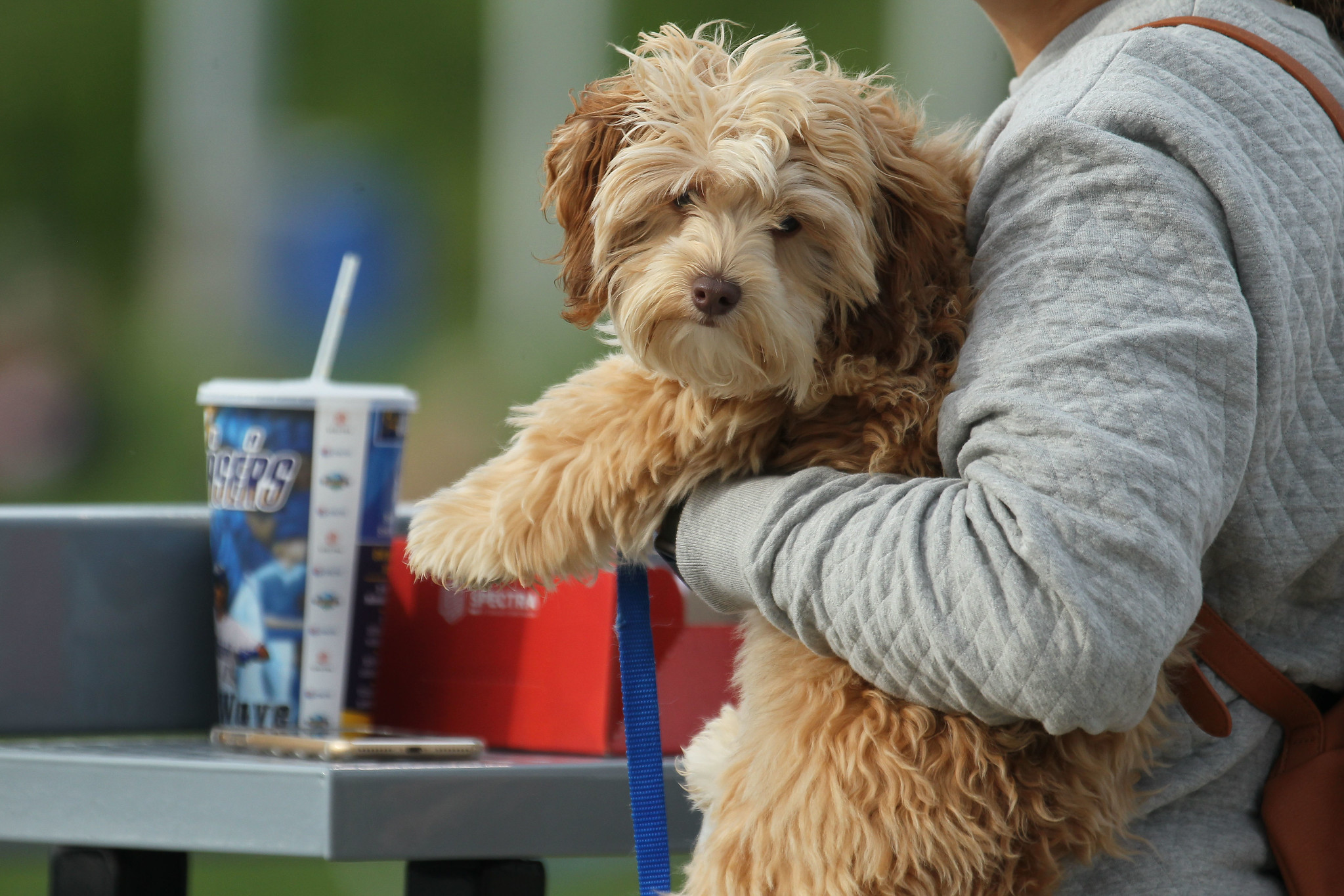 Image with missing alt attribute found on royalsreview.com