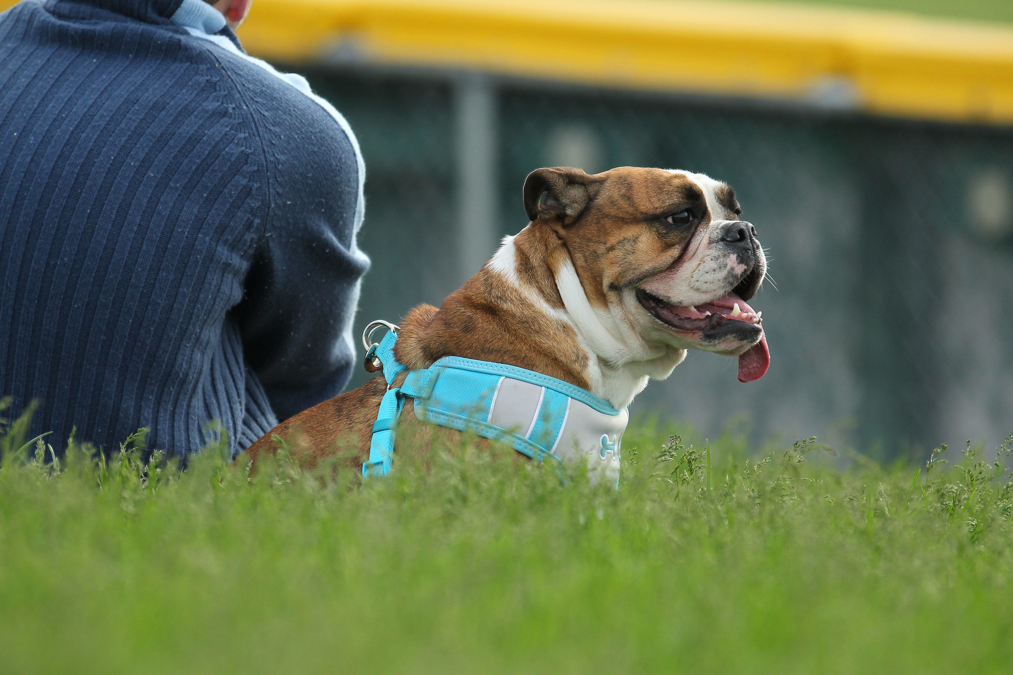 Image with missing alt attribute found on royalsreview.com