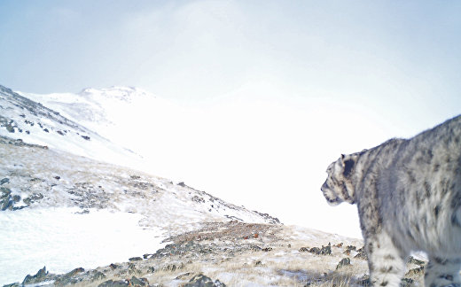 Image with missing alt attribute found on inosmi.ru