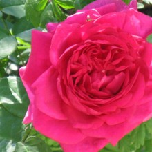 Image with missing alt attribute found on davesgarden.com