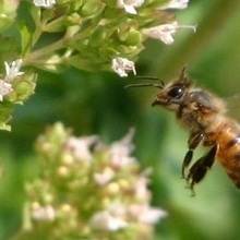 Image with missing alt attribute found on davesgarden.com